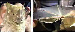 Brown bat