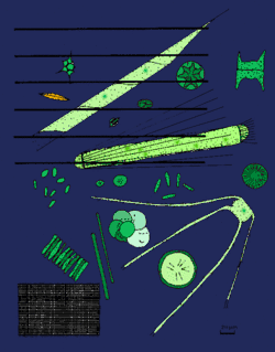 Phytoplankton