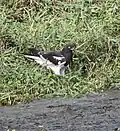 Male from Kole Wetlands, Thrissur, Kerala