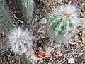 Small plants