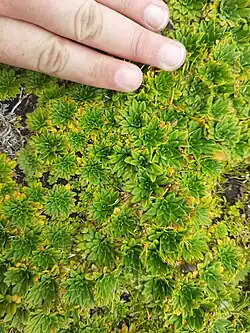 Rosettes forming a compact matt