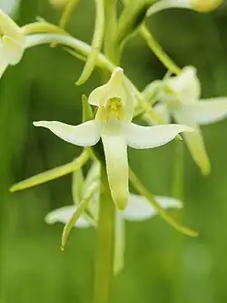 Lesser Butterfly-orchid (Platanthera bifolia)