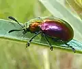 on milkweed