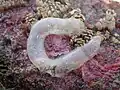 Egg mass.