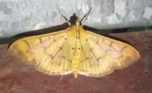Pleuroptya balteata
