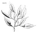 Dr Plot's elm for comparison (1677).[5][6]