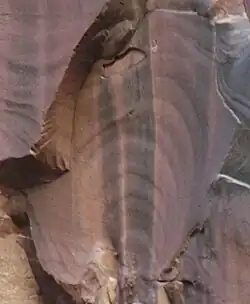 Plumose structure on a fracture surface in sandstone, Arizona.