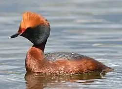 A horned grebe swimming