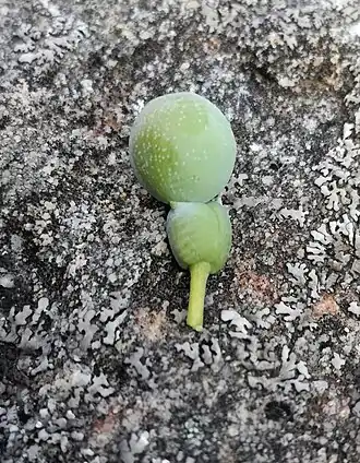 fruit with receptacle