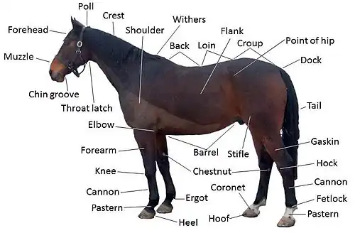 Image 8Points of a horse (from Equine anatomy)