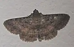 Polydesma umbricola