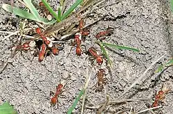 P. lucidus raiding a Formica incerta nest