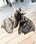 Underside viewed through a window
