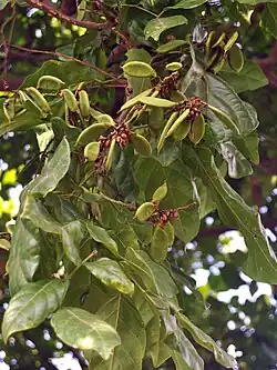 Pods, Gangga, North Lombok