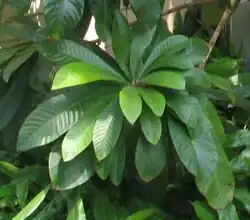 Leaves on tree
