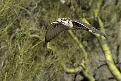 A prairie falcon