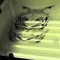 Printing Negative of T-shirt