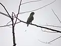 Photo of the discurus subspecies which is likely is a male due to a longer tail.