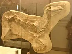 Image 20Protohippus simus (from Evolution of the horse)