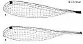 Wings (male)