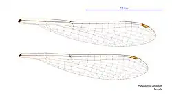 Female wings