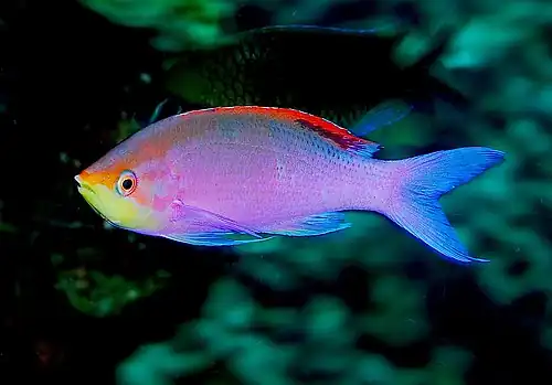 Mirolabrichthys tuka