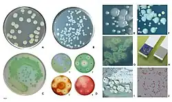 P.aeruginosa pigments.
