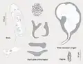 Pseudorhabdosynochus regius - with captions for parts and organs