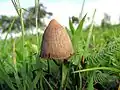 Psilocybe mexicana from Jalisco, Mexico