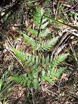 Aruhe (bracken fern)