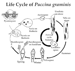 Life Cycle of Puccina graminis