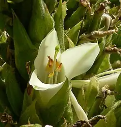 Close-up of flower.