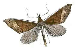 Pycnarmon virgatalis