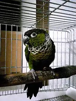 Black-capped parakeet (Pyrrhura rupicola)