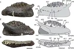 Holotype dentary of Qantassaurus, another possible but less likely candidate for the dentary of Galleonosaurus