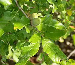 Quercus afares.
