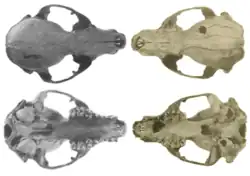Skulls of a common raccoon (left) and crab-eating raccoon (right)