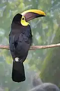 Swainson's toucan