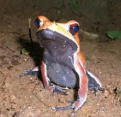 Front view