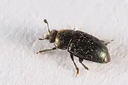 Brassicogethes aeneus