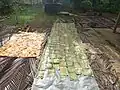 Raw jackfruit papad in coastal Karnataka