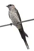 Red-rumped swallow on wire (Hong Kong)