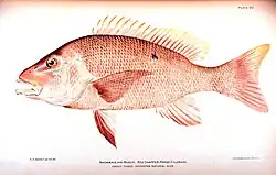 Image 39Red snapper, are generalized reef feeders with standard jaw and mouth structures that allow them to eat almost anything, though they prefer small fish and crustaceans. (from Coral reef fish)