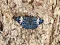 Red Cracker perched on a tree