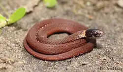 Redbelly snake