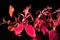 Renanthera imschootiana