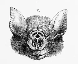 Drawing of bat head