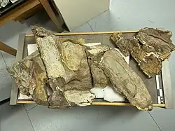 Rhinorex