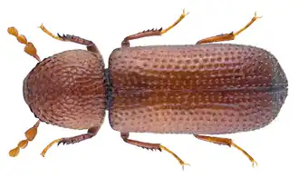 Rhizopertha dominica