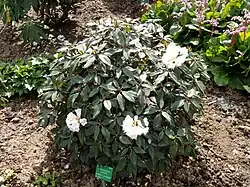 In cultivation